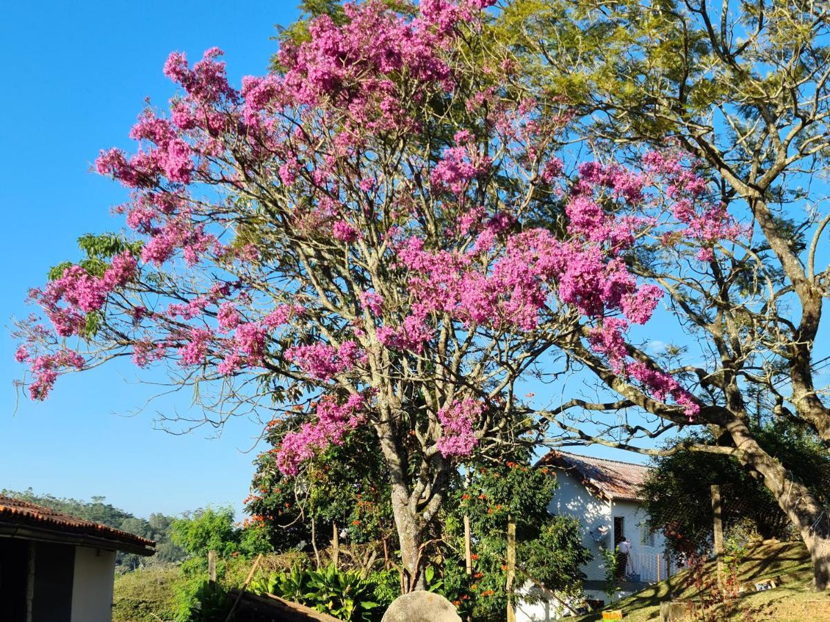פנדו Pousada Nossa Senhora מראה חיצוני תמונה Flowering tree