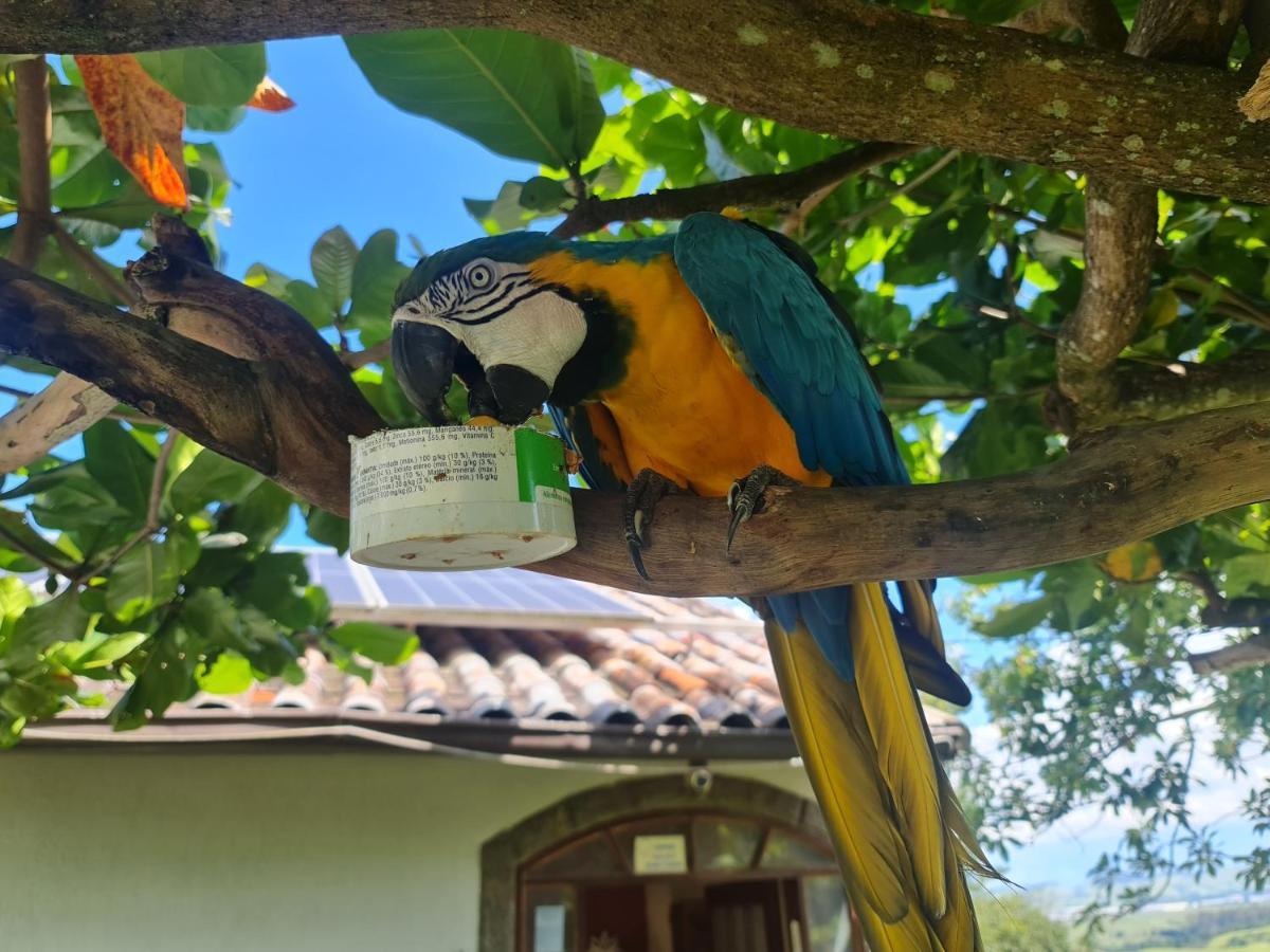 פנדו Pousada Nossa Senhora מראה חיצוני תמונה Blue and yellow macaw