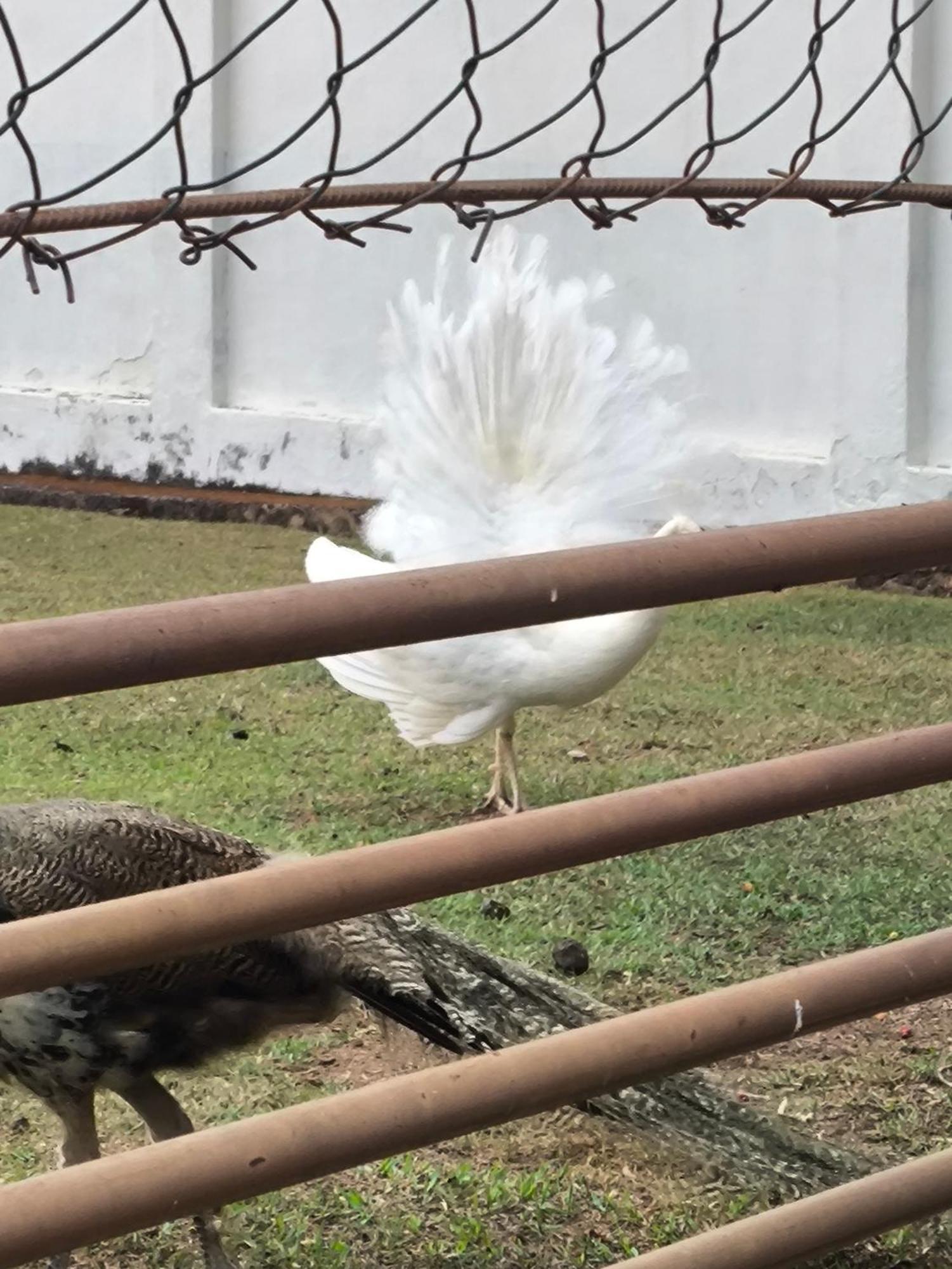 פנדו Pousada Nossa Senhora מראה חיצוני תמונה Peacock at the zoo