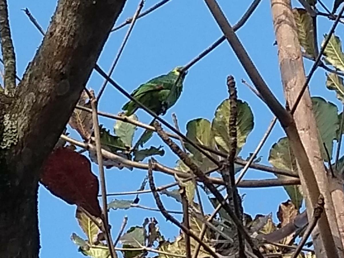 פנדו Pousada Nossa Senhora מראה חיצוני תמונה African grey parrot
